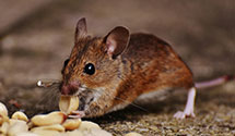24 Hour & Emergency Exterminators in Blairstown, IA